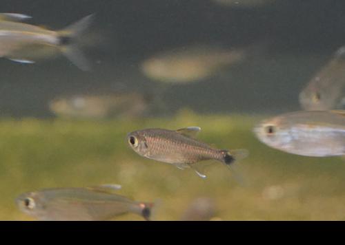 Gold Tetra