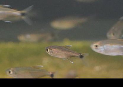 Gold Tetra