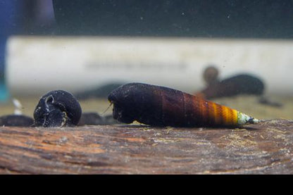 Devil Spike Snail, (3 pack)