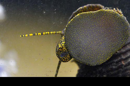 Gold Spotted Rabbit Snail, (3 pack)