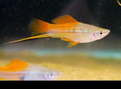Marigold Swordtail -Pair, Pair (1M1F)