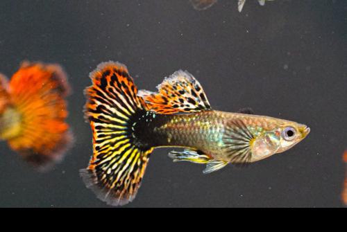 Red Dragon Guppy, Pair (1M1F)