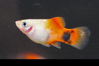 Sunburst Mickey Mouse Platy