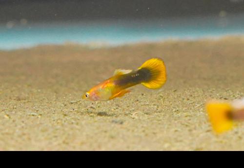 Dark Yellow Guppy -Pair, Pair (1M1F)