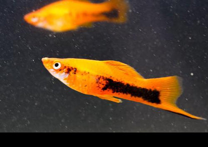 Red Tuxedo Swordtail, Female