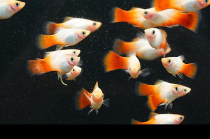 Red Marlboro Platy, Pair (1M1F)