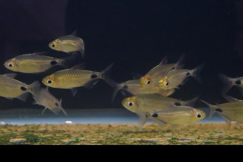 African Moon Tetra 'Ndjili River - Kinshasa State'