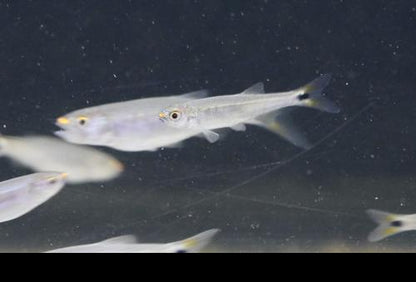 Coppernose Barb