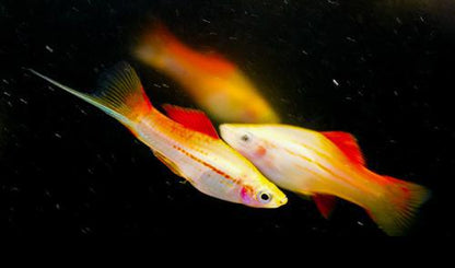 Pineapple Swordtail