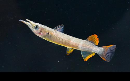Red Celebes Halfbeak "Muna Regency", Pair (1M1F)