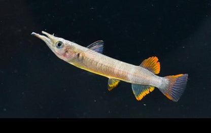 Red Celebes Halfbeak "Muna Regency", Pair (1M1F)
