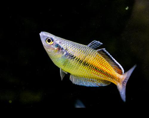Melanotaenia ajamaruensis, Male