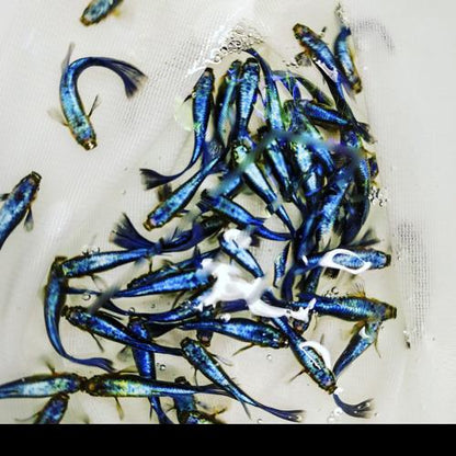 Turquoise Guppy, Trio (1M2F)