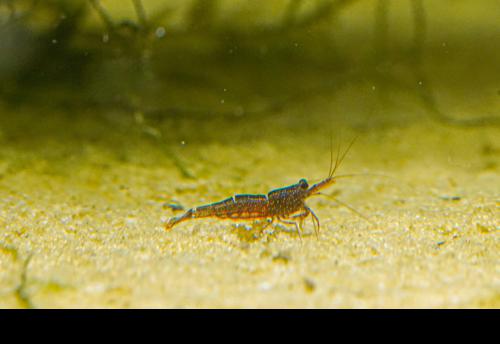 Mini Blue Bee Sulawesi Shrimp, (4 pack)