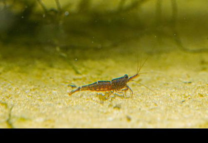 Mini Blue Bee Sulawesi Shrimp, (4 pack)