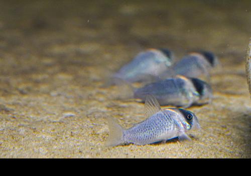 Gold Bow Cory CW102