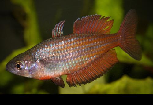 Malanda Rainbowfish 'Williams Creek"