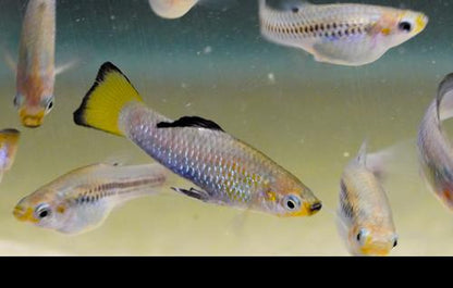 Limia perugiae "Boca de Cachon", Breeding Group (1M5F)