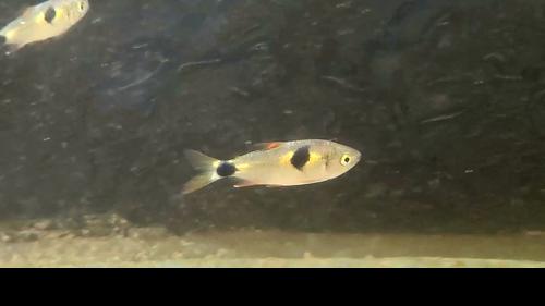 Bucktooth Tetra