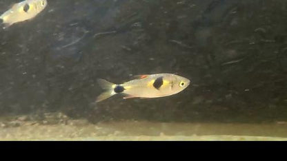 Bucktooth Tetra