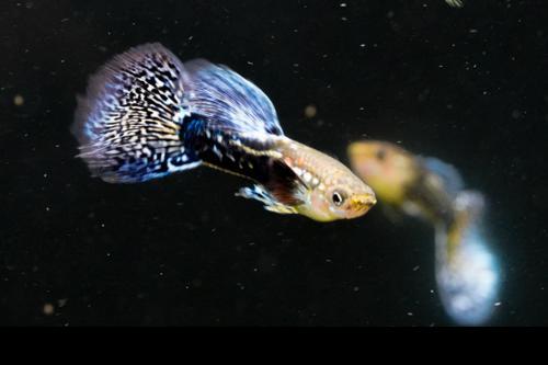 Purple Mosaic Guppy -Trio, Trio (1M2F)