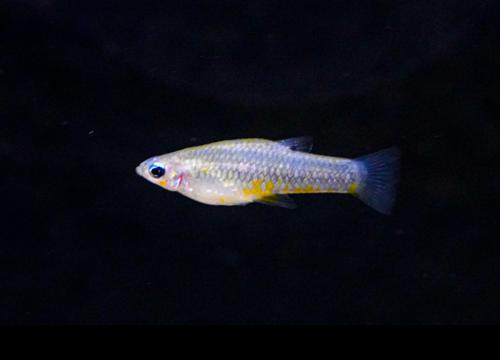 Yellow Belly Cuban Livebearer -Pair, Pair (1M1F)