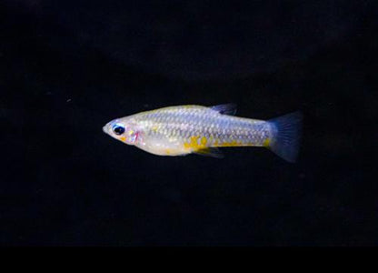 Yellow Belly Cuban Livebearer -Pair, Pair (1M1F)