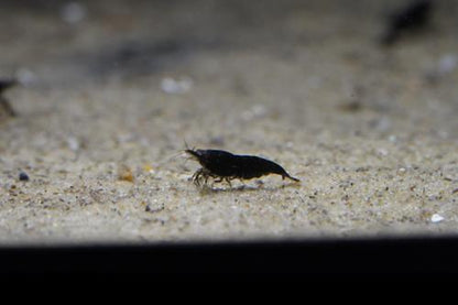 Black Shrimp, (4 pack)