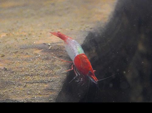 Red Rili Shrimp, (4 pack)