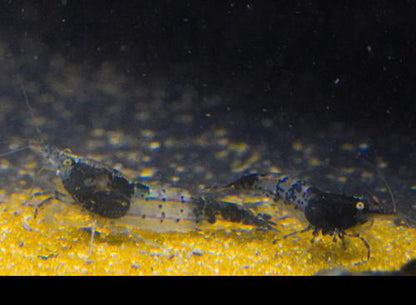 Blue Carbon Rili Shrimp, (4 pack)