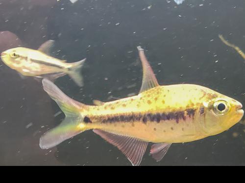 Giant Spotted Emperor Tetra