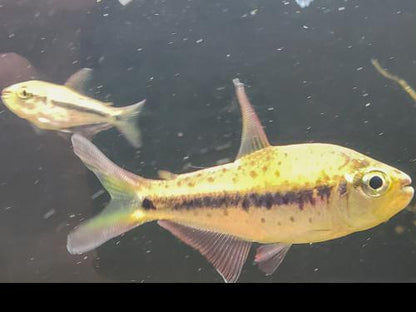 Giant Spotted Emperor Tetra