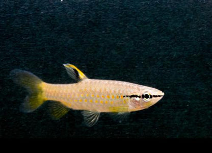 Splash Tetra