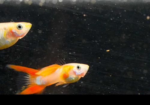 Japan Blue Red Double Swordtail Guppy, Pair (1M1F)