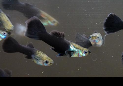 Black Tuxedo Guppy 'Israel Strain' -Pair, Pair (1M1F)
