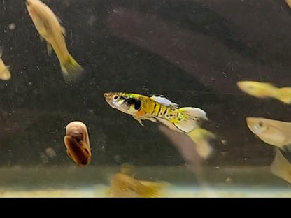 Yellow Jungle Print Endler, Male