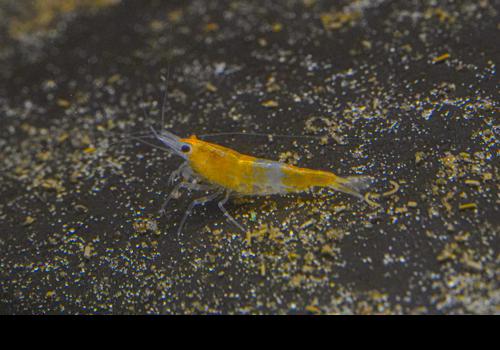 Orange Rili Shrimp, (4 pack)