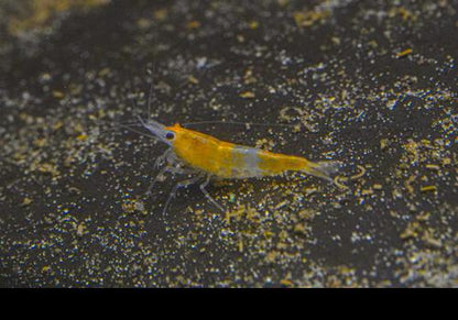 Orange Rili Shrimp, (4 pack)