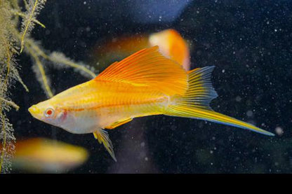 Albino Pineapple High-fin Swordtail, Male