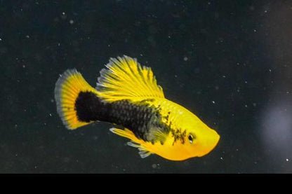 Yellow Tuxedo High-Fin Variatus Platy, Pair (1M1F)