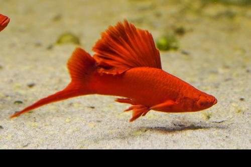 Albino Red High Fin Cauliflower Swordtail, Pair (1M1F)