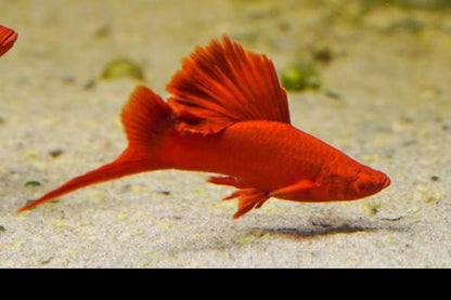 Albino Red High Fin Cauliflower Swordtail, Pair (1M1F)