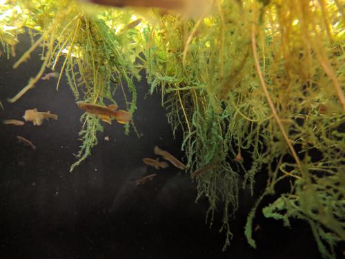 1 Pair Aphyosemion calliurum "Ogun" Killifish