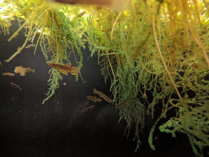 1 Pair Aphyosemion calliurum "Ogun" Killifish