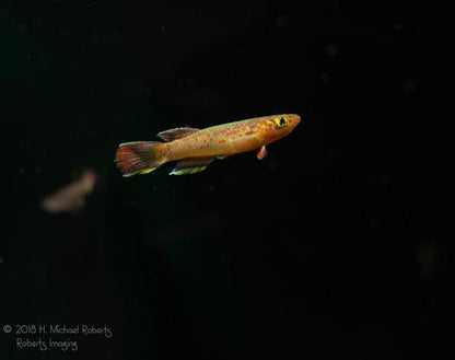1 Pair Aphyosemion calliurum "Ogun" Killifish