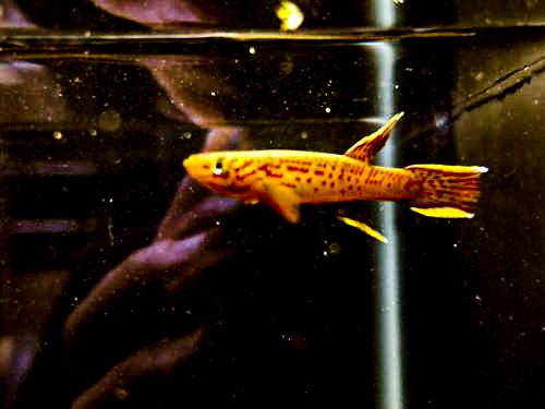 1 Pair Aphyosemion calliurum "Ogun" Killifish