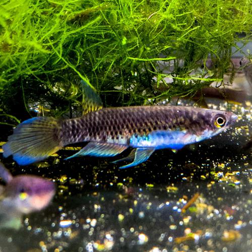 Epiplatys sp. "Akio" Breeding Trios