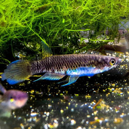 Epiplatys sp. "Akio" Breeding Trios