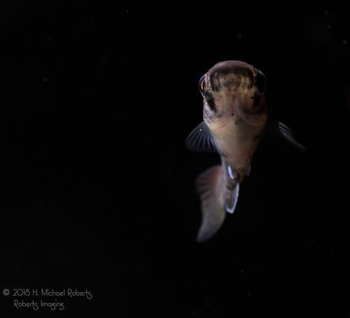 Epiplatys sp. "Akio" Breeding Trios