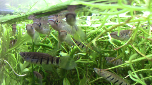 Epiplatys sp. "Akio" Breeding Trios